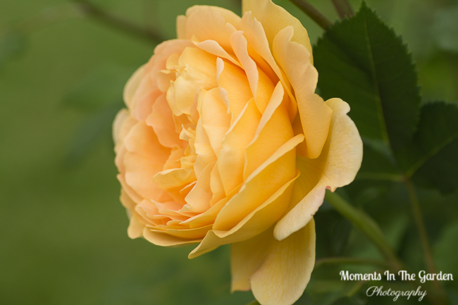 Double apricot rose side view