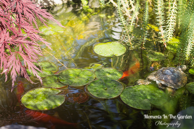 Fish weaving underneath lily pads