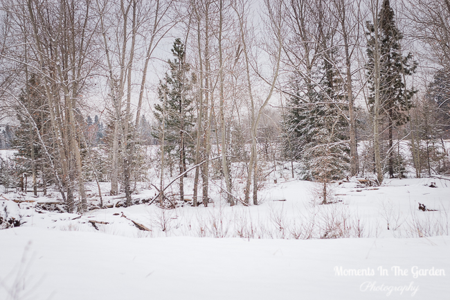 More snow Jan 13, 2018-9824