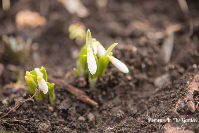 March 21, 2018 first snowdrop-9497