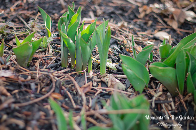 More signs of Spring Mar 23, 2018-9509