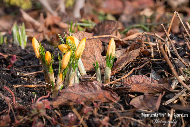 More signs of Spring Mar 23, 2018-9510