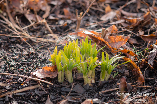 More signs of Spring Mar 23, 2018-9519