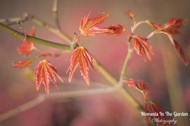 More signs of Spring Mar 23, 2018-9528