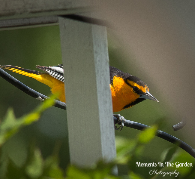 Flower and Oriole Photos May 30, 2018-0135