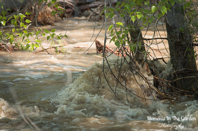 Shorts Creek May 5, 2018-1037