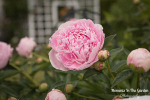 The Old Fashioned Peony - A Cottage Garden Staple