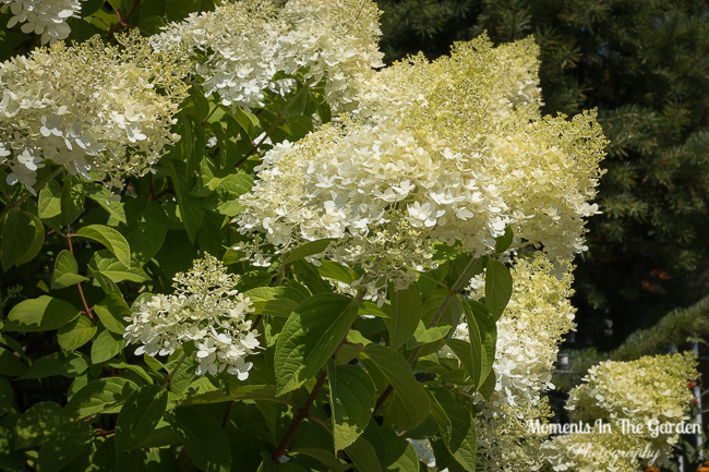 Summer flowers July 24, 2018-1048