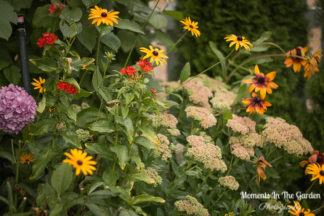 Late blooming perennials-1643