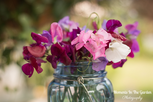 Sweet Peas-1295