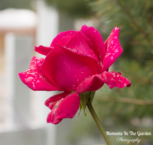 Mid September garden-2313