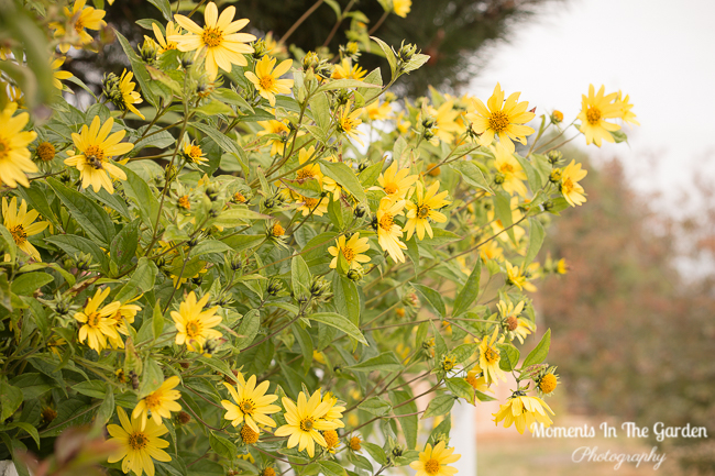 Mid September garden-2326